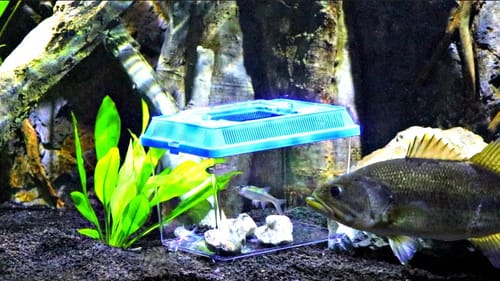Pet Bass Minnow Trap Challenge!!