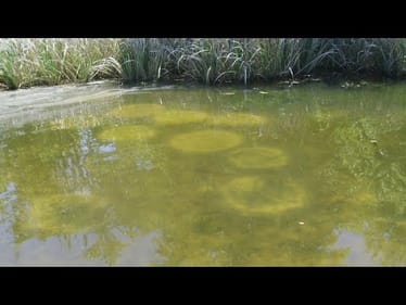 The 2 Top Lures For Bass Fishing Around Bluegill Beds