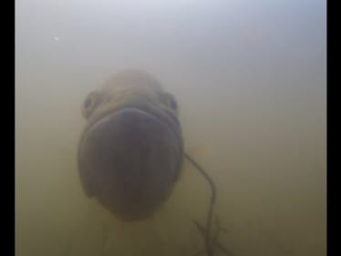 Bass Fishing During the Spring Spawn. Sight Fishing with Light Tackle.