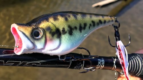 Top Water Popper | One Day Build to Catch
