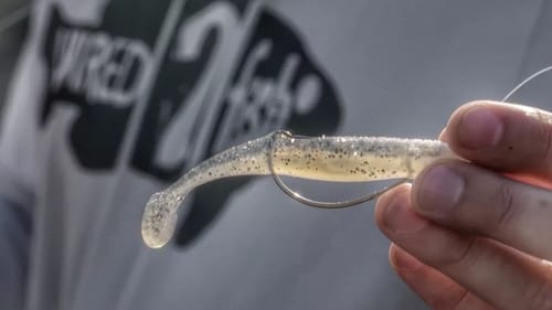 Bank Fishing River Smallmouth Bass With Swimbaits