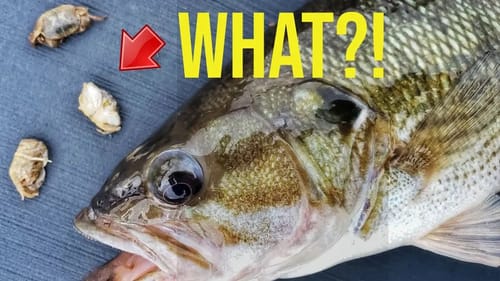Striper Fishing Lake Texoma and Mystery Crabs!
