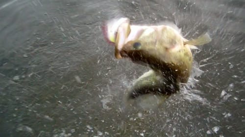 Top Water Bass Fishing With Poppers