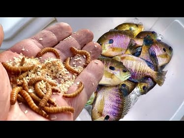 Catch LOADS Of Bluegill Easy With Mealworms!