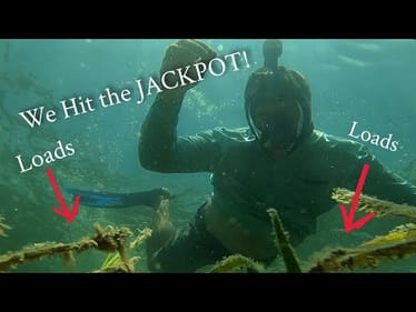 We hit the Jackpot - Crystal River