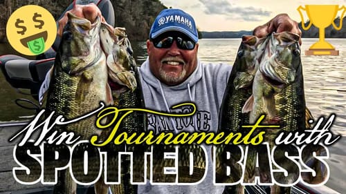 BIG Spotted Bass will TEAR YOUR ARM OFF! Not like LAZY Largemouth