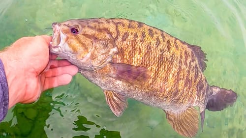 Sight Casting For GIANT Smallmouth Bass In The Clearest Water You've Ever Seen!