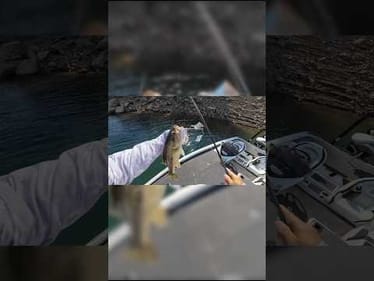 Hook Set Chaos 🐟💥 The Bass Union Double Buzzbait got smashed! See why it worked in the full video!