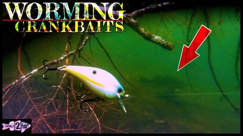 How to Worm a Squarebill for Summer Bass
