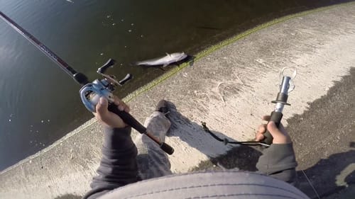 Winter Striper Fishing (California Aqueduct)