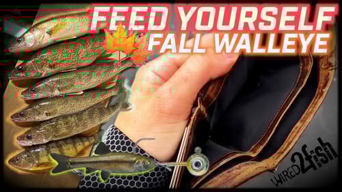 Fishing a Jig and a Minnow For Fall Walleyes (Catch or Go Hungry)