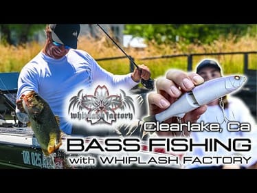 INSANE Bass Action on Clear Lake with JDM Whiplash Factory Gear! (Full Review)