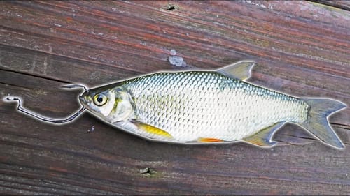 Using LIVE SHINERS As BAIT In MARINA DOCKS! (EXCITING)