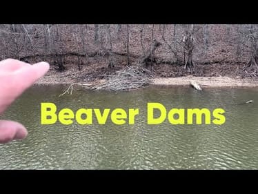 Top Techniques For Fishing Beaver Dams…(On The Water Demo)