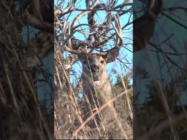 This Young Deer Gets a Pass This Year! What do Y'all Think?