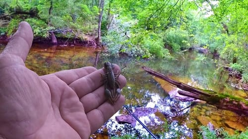 GREAT Baits To Use In ANY Creek