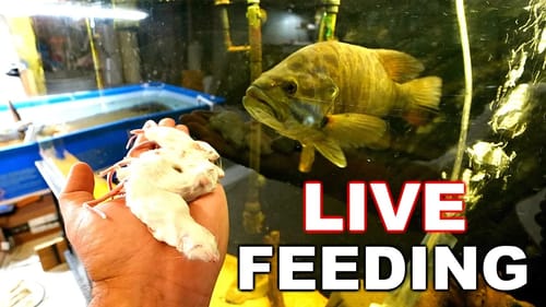 Feeding my SAVAGE Pet Bass a MOUSE!!! (DIDN'T EXPECT THIS!)