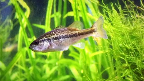 PET BASS EATS HIS FIRST MINNOW!!
