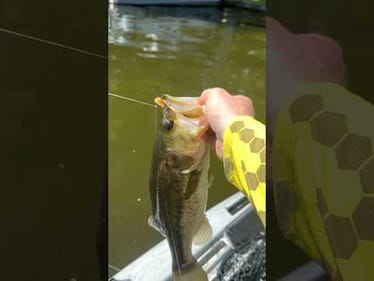 High Value Combo + Great Bait 🤝🏼