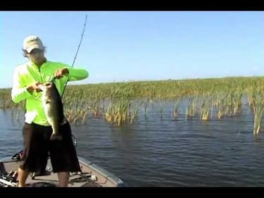 lake okeechobee 4 15 8lbs 1oz tungsten d&m custom baits punch skirt  bruiser intruder 001