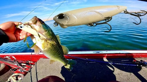 Fishing Topwater for Early Winter Bass