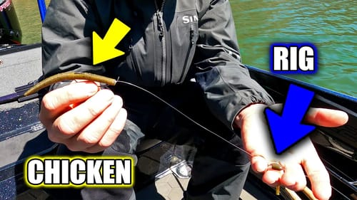NEVER Fish WITHOUT a Chicken RIG?