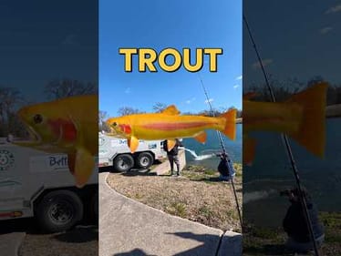 Does Texas Really Have Golden Trout? #fishing #fishingvideos