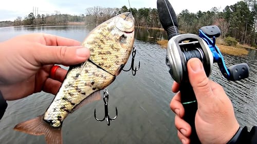 GIANT Bass Destroy Ultra-Realistic Swimbait!!! (Biggest Swimbait Bite EVER)