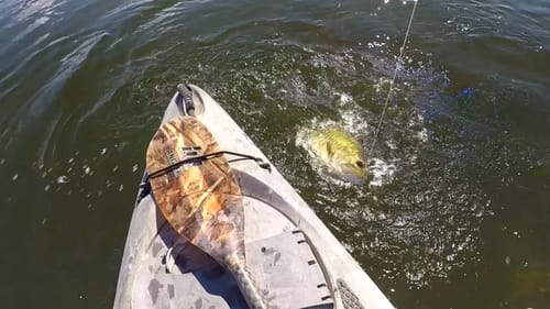 Stand Up Frog Bassin'
