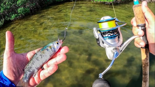 Saltwater Flats Sight Fishing with Live Finger Mullet