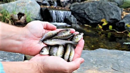 Catching Baby Bluegills for Backyard Bass Pond!!
