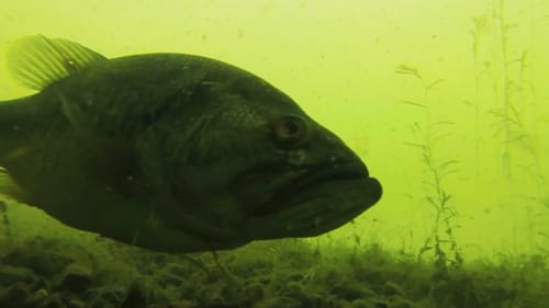Underwater Bass Bed fishing Footage With Sight Fishing Tips!