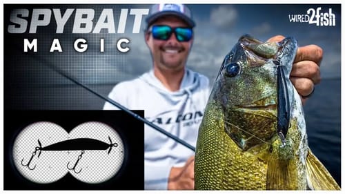 How to Fish Spybaits for Post-Spawn Bass