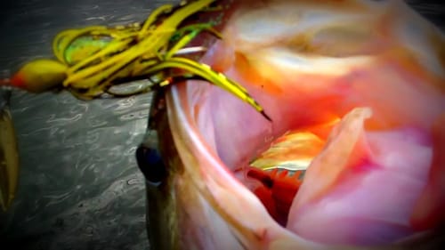 November MTB Slam - Mystery Tackle Box Slam of the Year Bass Fishing Tournament