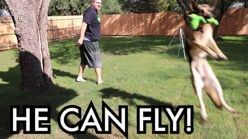 Training My German Shepherd For The Diving Dock