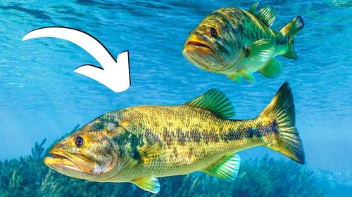 DON’T Fish THIS In CLEAR WATER