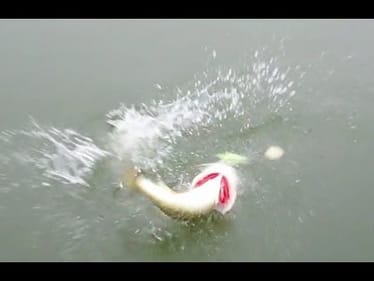 Spinnerbait Bass Fishing at Dreamstrike Lake.