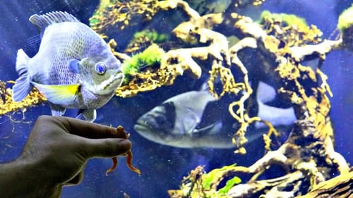 Feeding Pet Bass Live Frogs!!