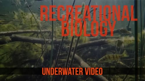 Bulrushes aka Pencil Reeds Underwater Fish Habitat
