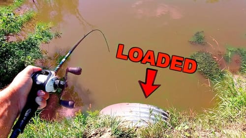 HEAVY RAIN Draws BIG Fish to Roadside Tunnels!! (SURPRISING)