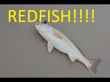 2015 Redfish From The Beach