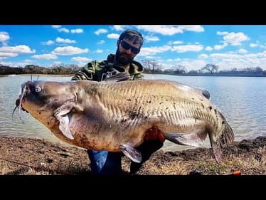 BEHEMOTH CATFISH from a POND!!