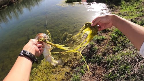 Spring-Time Bassin'