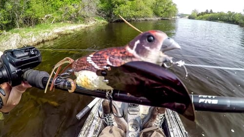 Fishing A Bird Lure For River MONSTERS!