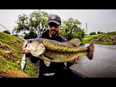 Big Bass CRUSHES SWIMBAIT in a DRAIN!