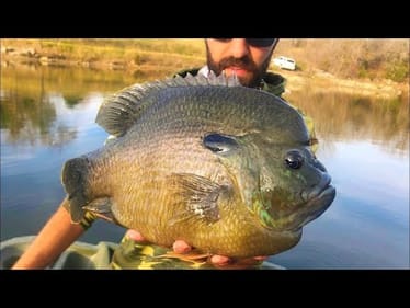 These BLUEGILL are BIGGER THAN FRYING PANS!!