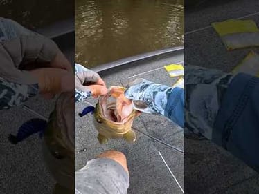 Flippin' Up Big Bass!!! #shorts