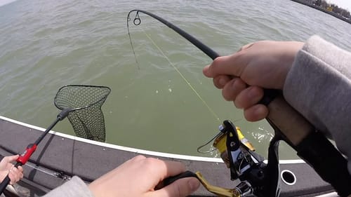 SO MANY Walleye on the Detroit River!