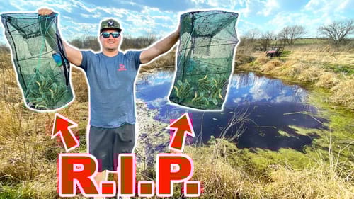 Rescuing THOUSANDS of Native Fish in TINY Ponds!! --INVASIVE Fish Takeover!