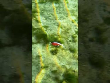 Same action, new sound!🔊 Check out the new @berkleyfishing Clickin’ Frittside 7